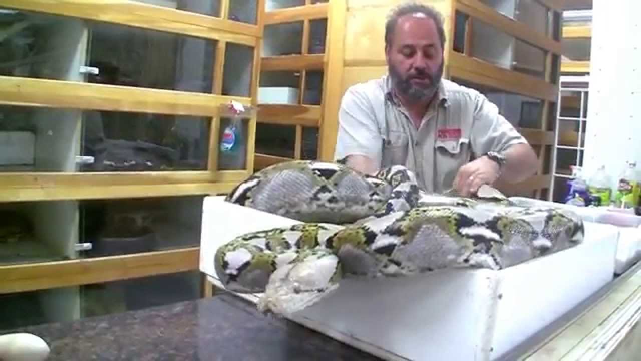 Protective mother python launches repeated strikes during egg ...
