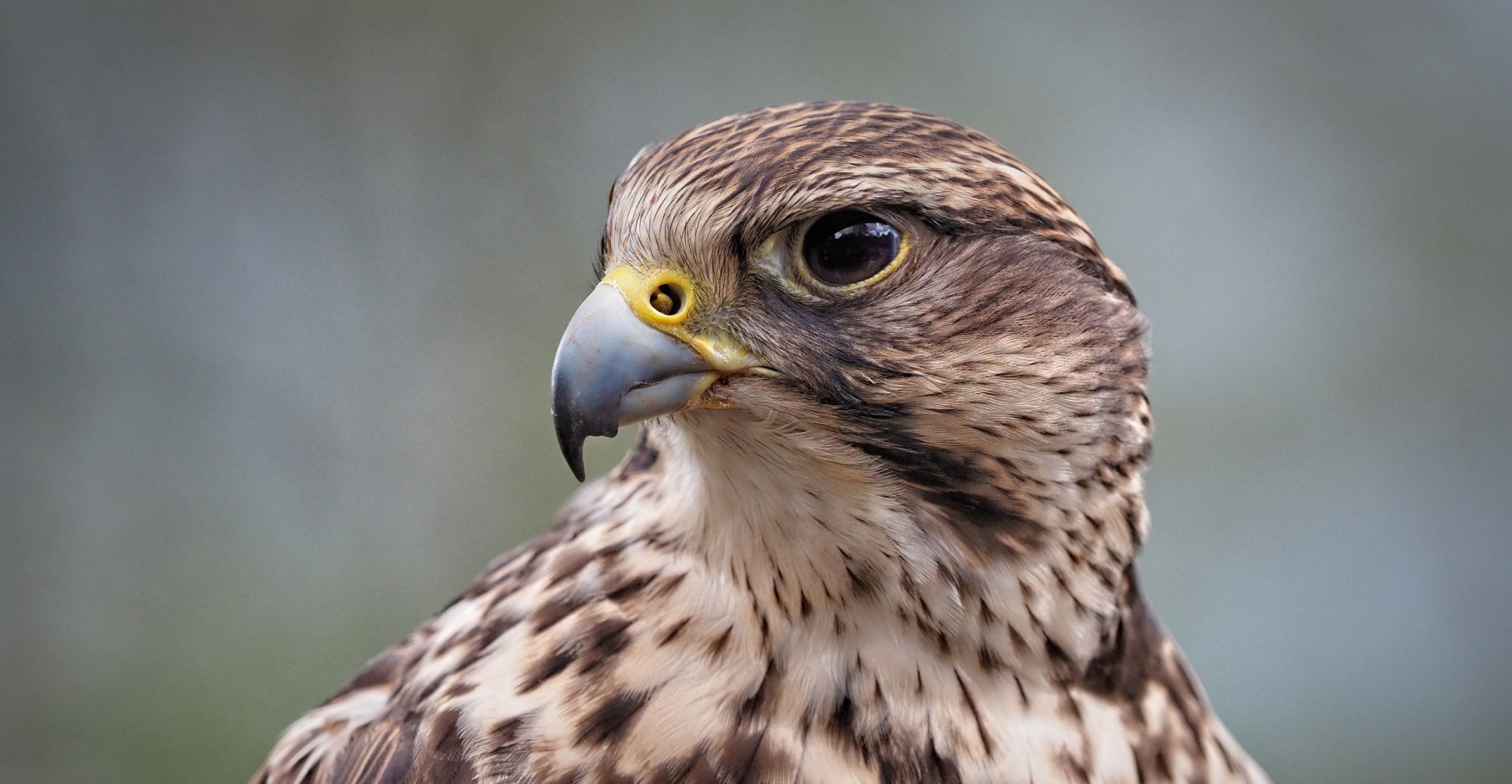 Species on the brink of extinction in 2026
