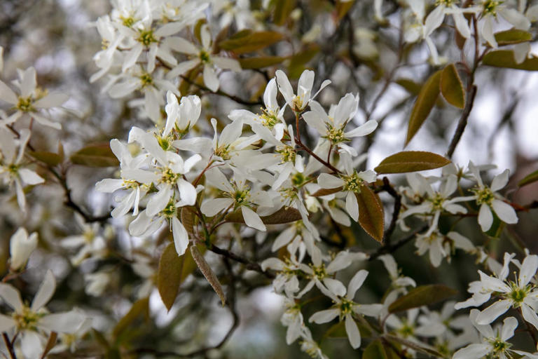 7 beautiful trees for small gardens that add height without taking up space