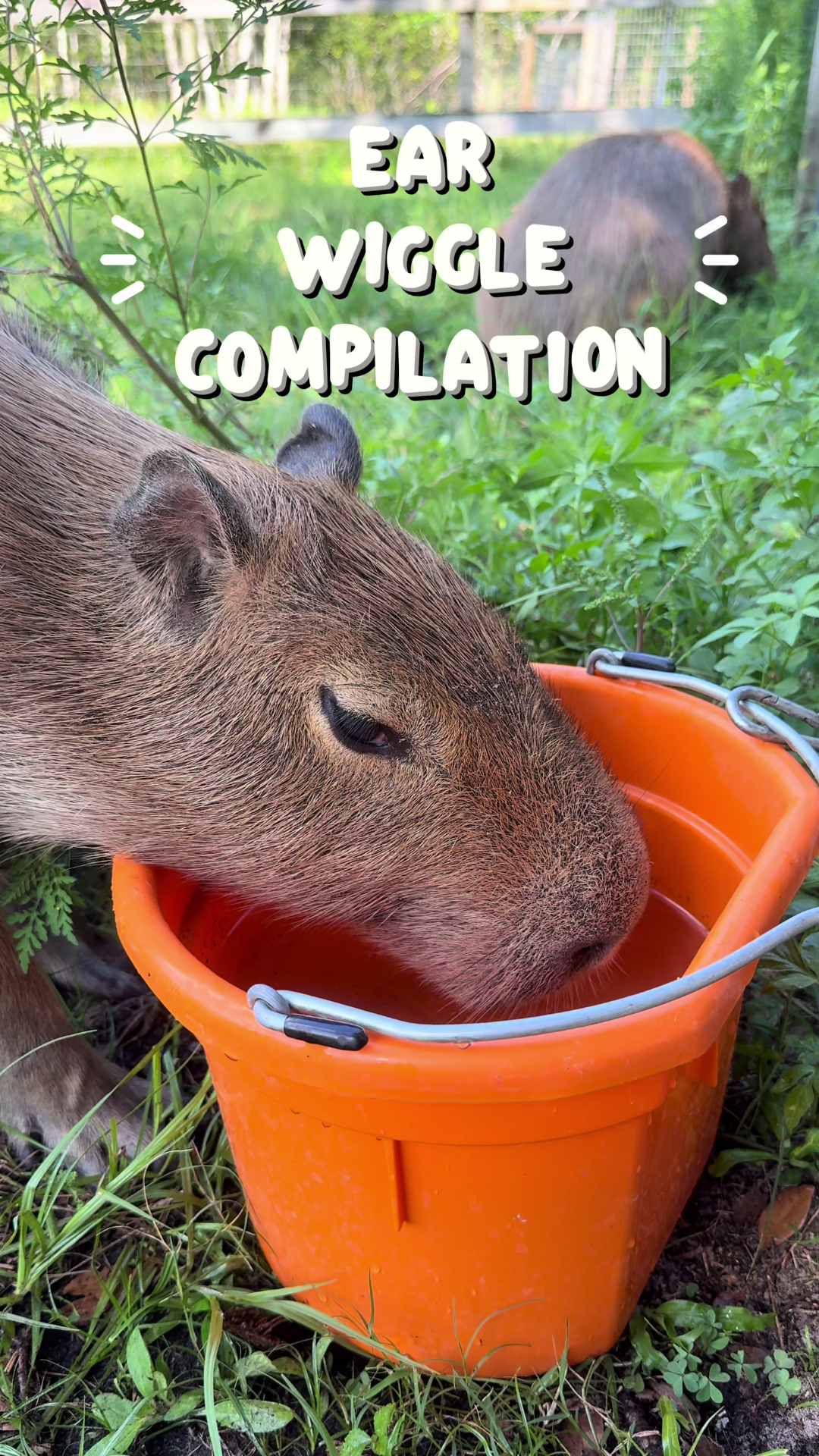 Adorable capybara ear wiggle caught on camera