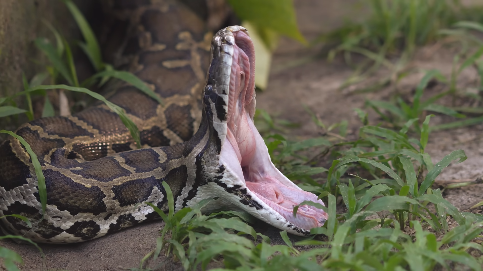 This snake can kill more than 100 people - here's how horses stop it