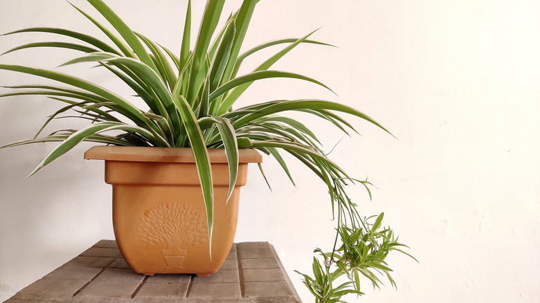 12 easiest houseplants to propagate to fill your home with free ...