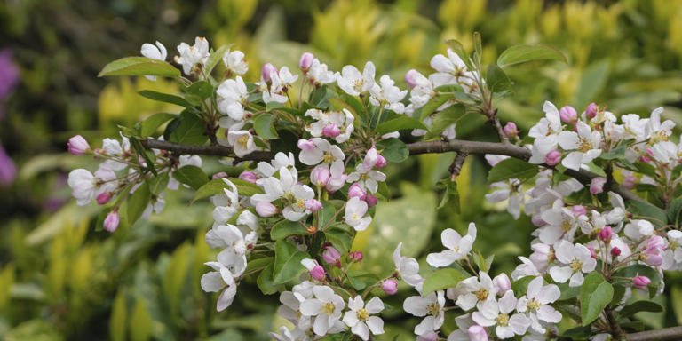 7 beautiful trees for small gardens that add height without taking up space