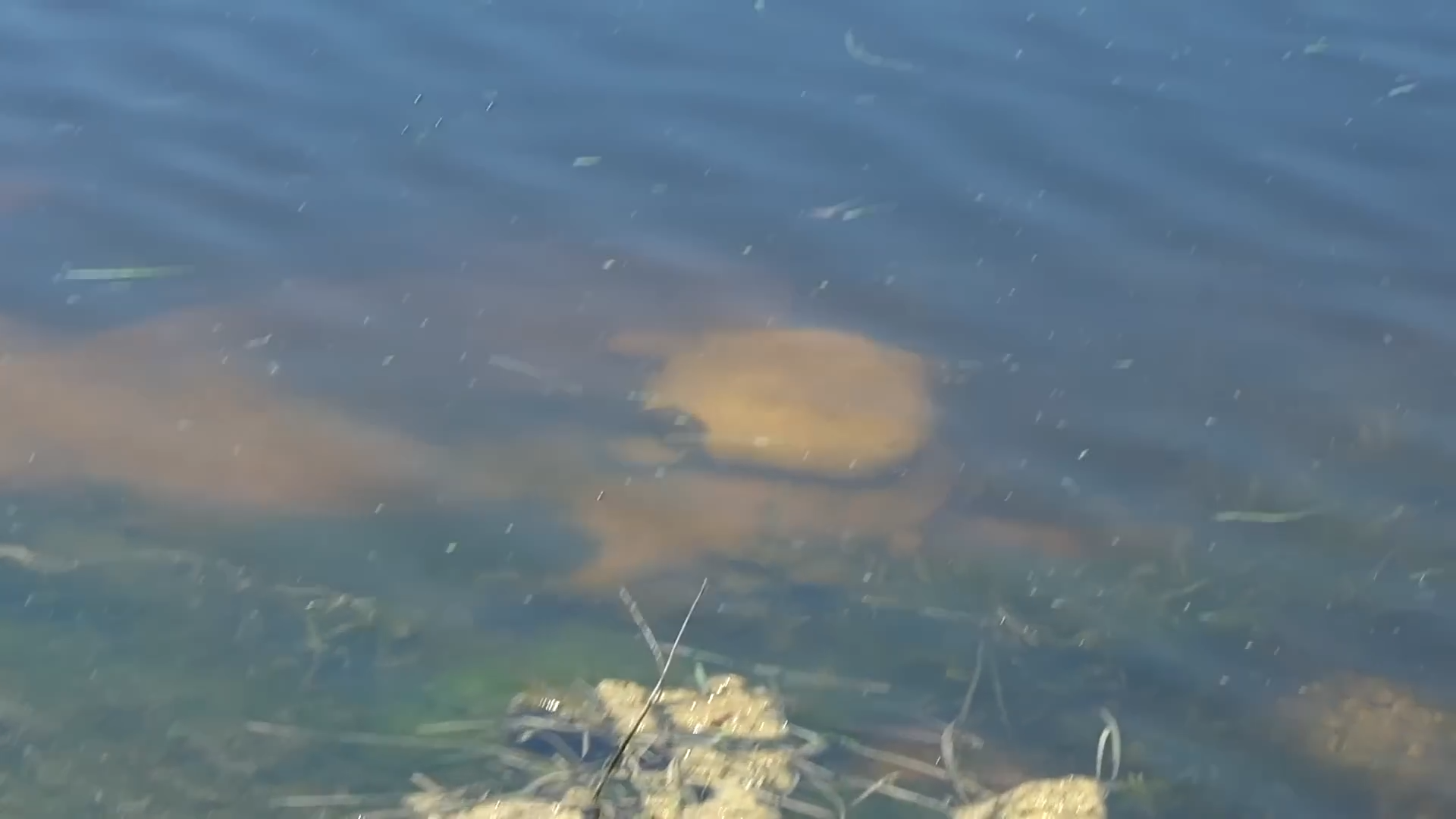 The river disappeared and abandoned its predators in deadly puddles ...