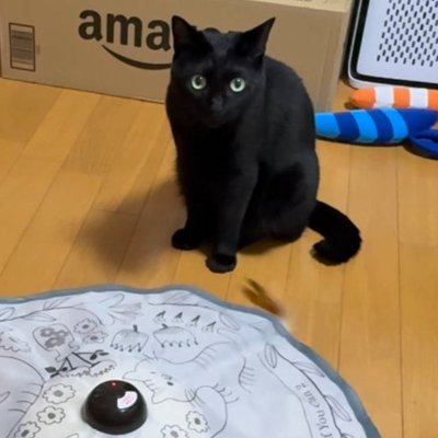 電動猫じゃらしを1年ぶりに起動した結果…猫が見せた「予想外のリアクション」が97万再生「あるあるで笑った」「おとなになったんだ」