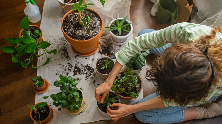 12 easiest houseplants to propagate to fill your home with free ...