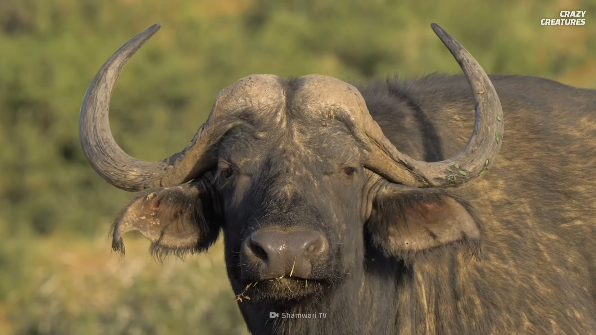 Watch what happens when Africa’s “Black Death” charges at full speed