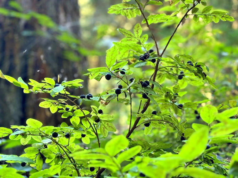 Want more birds in your yard? Plant what they need to thrive
