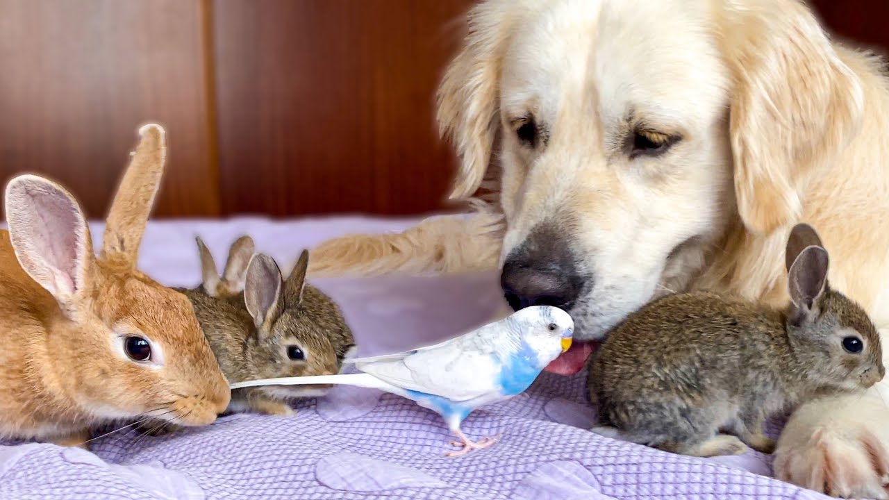 Golden retriever has the cutest little friends