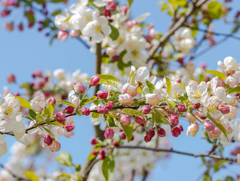 7 beautiful trees for small gardens that add height without taking up space