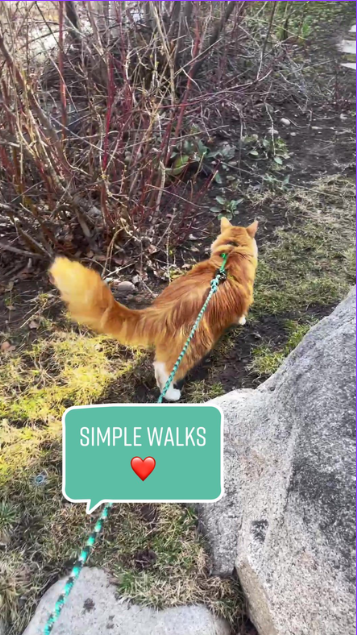 What makes the adventure cat lifestyle so fascinating