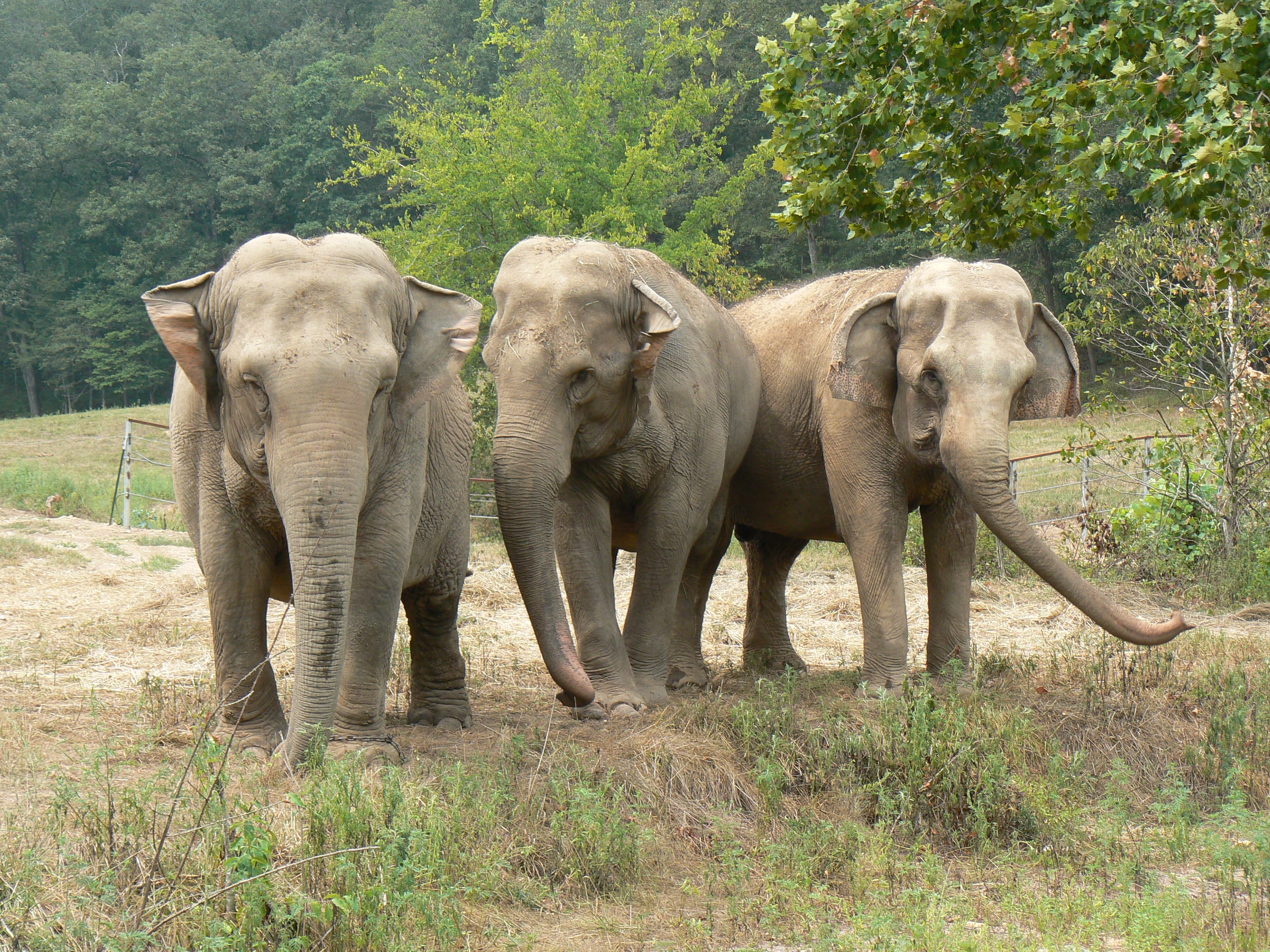 Got branches, trees? Elephant Sanctuary has a need. How to donate