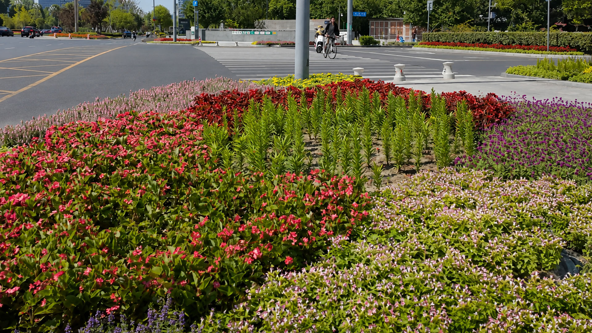 A vast city intersection framed by carefully arranged seasonal flower ...