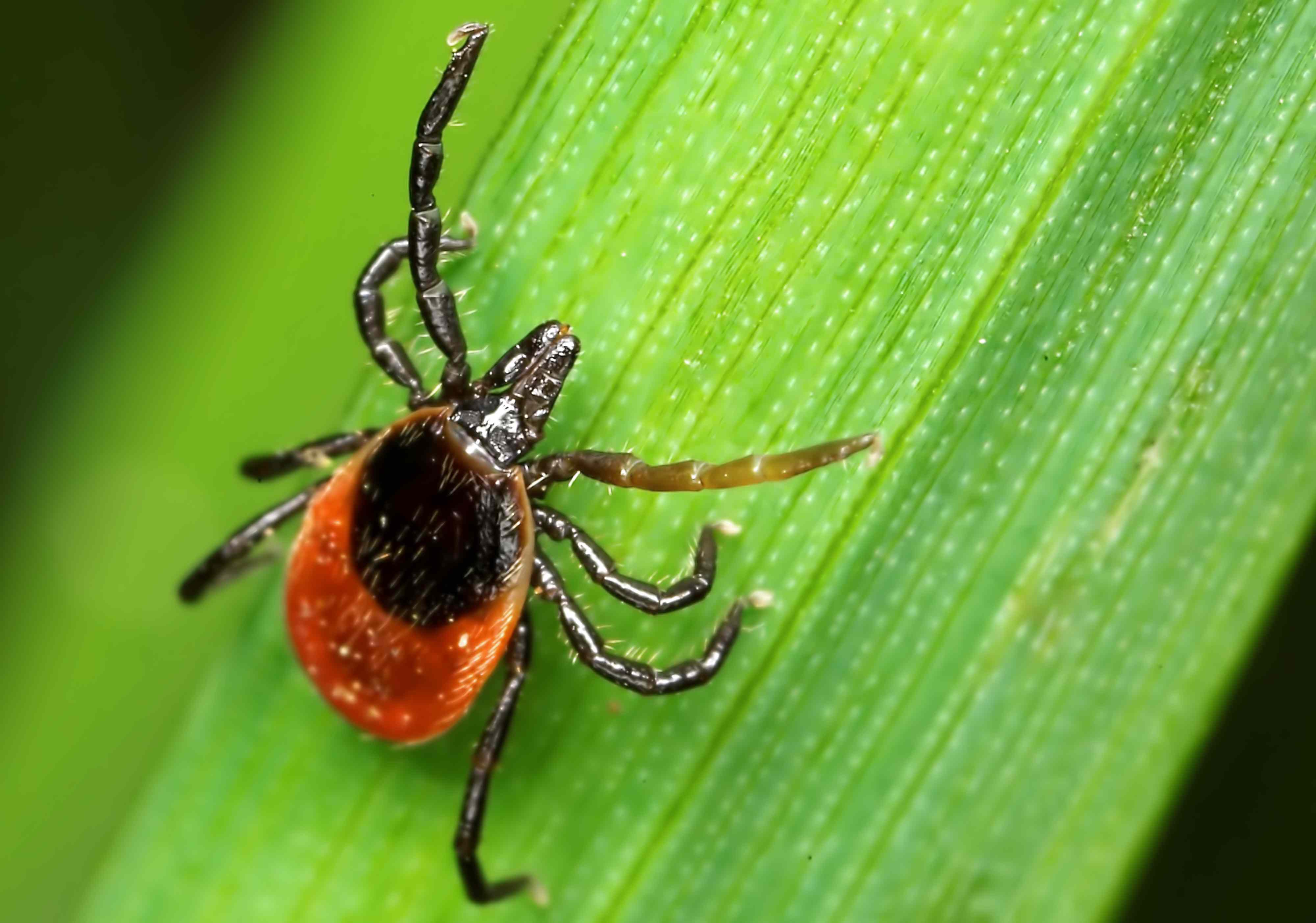 Tick bites could trigger a red meat allergy in more people than you think