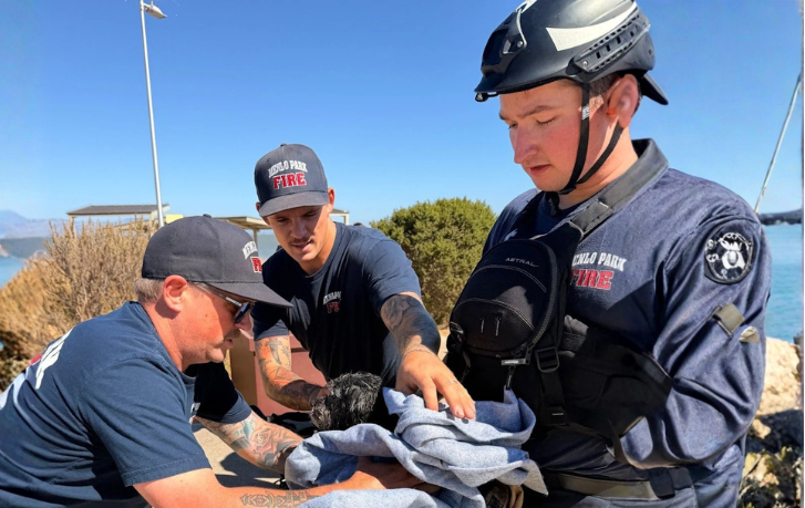 Missing dog rescued after swimming half a mile into bay