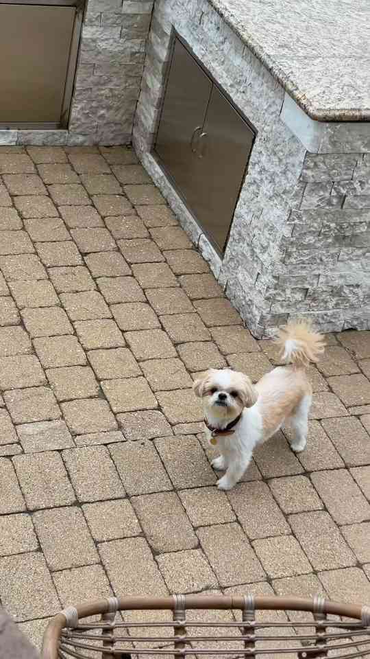 Another potty break with my dog