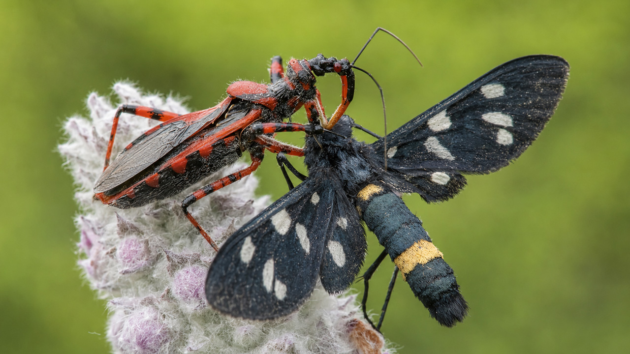 Hidden camera captures a predatory bug grabbing a moth