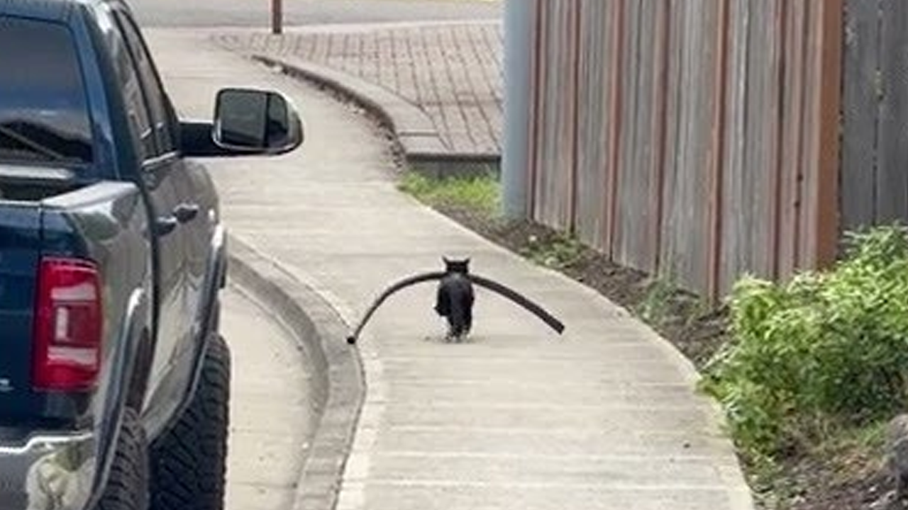 Neighbor cat runs off with a pool noodle