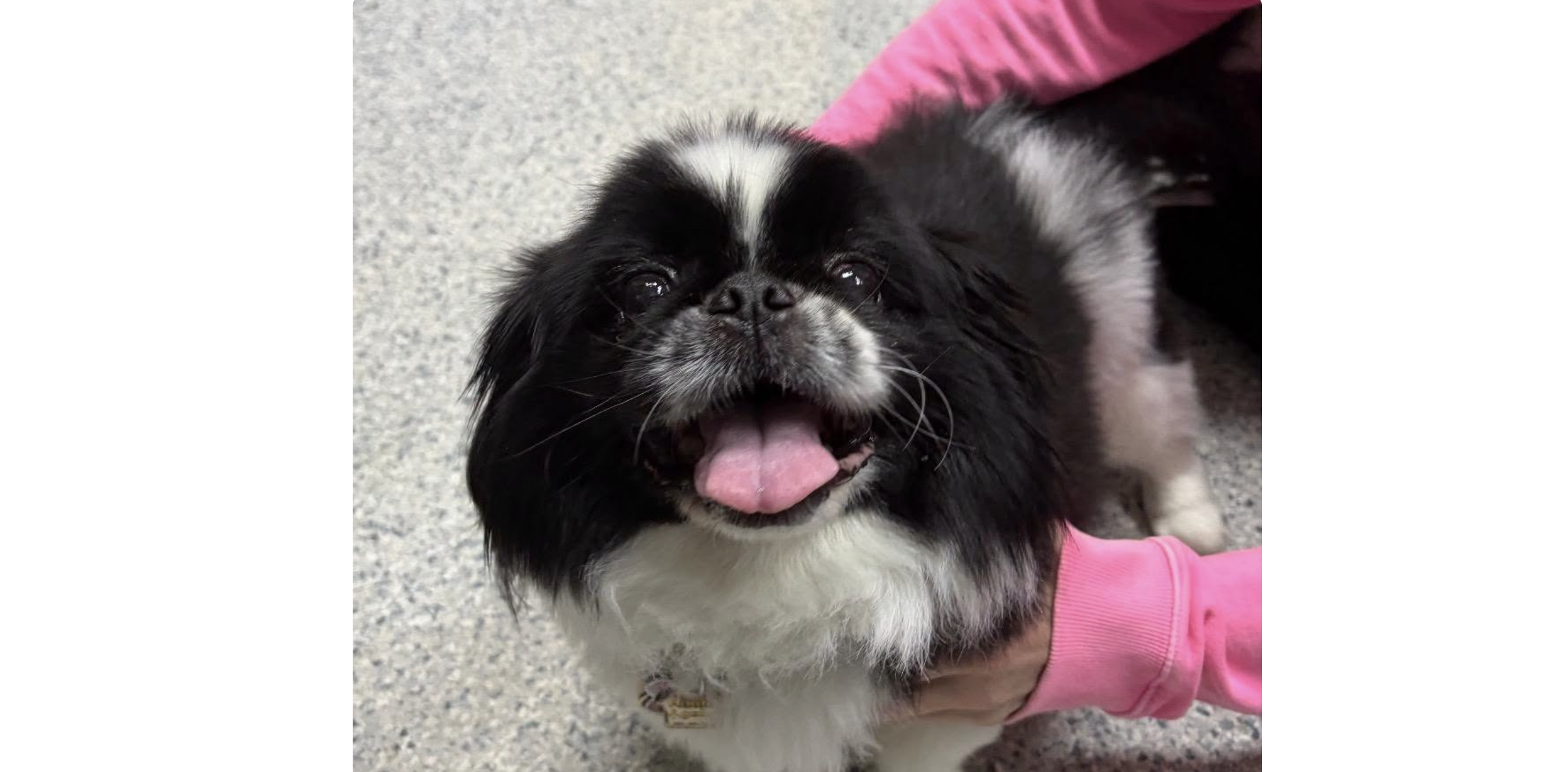 An elderly owner had to say goodbye: Can you be Junior Mint’s new ...