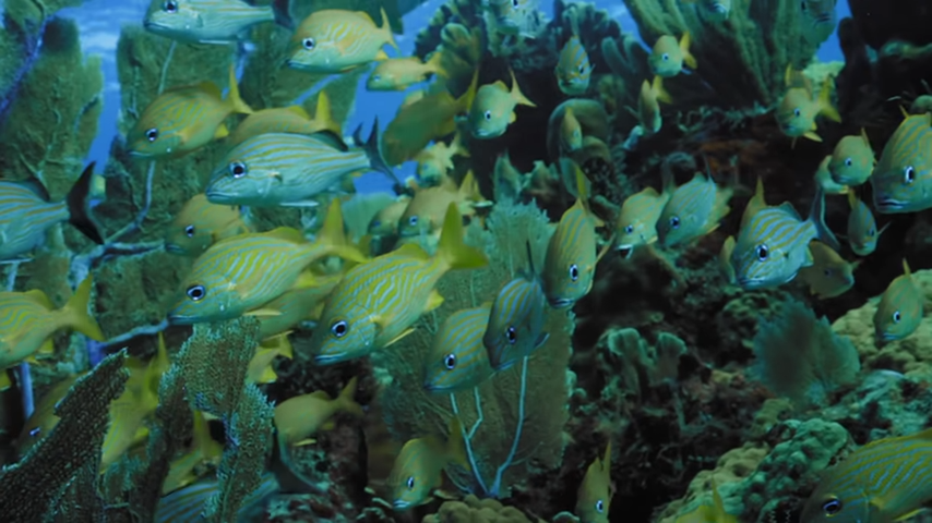An alien ocean evolved creatures stranger than anything on Earth