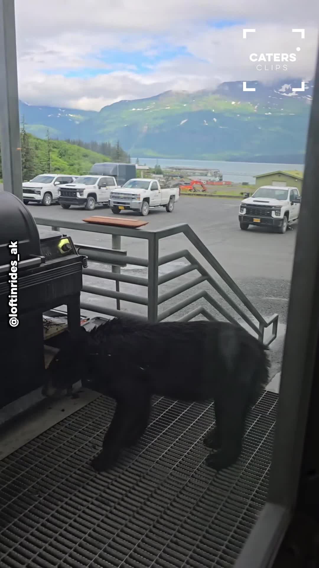 Alaska worker stunned by unexpected black bear outside his office