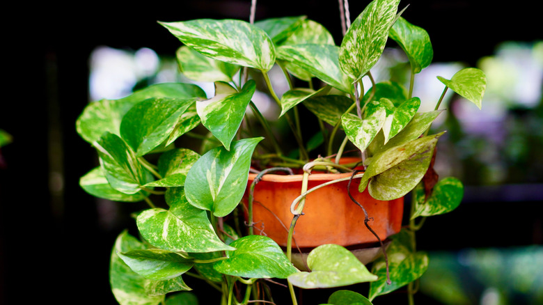 12 easiest houseplants to propagate to fill your home with free ...