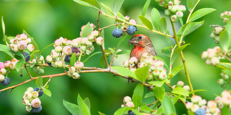 Want more birds in your yard? Plant what they need to thrive