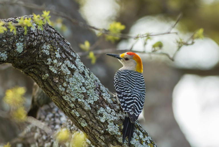 Want more birds in your yard? Plant what they need to thrive