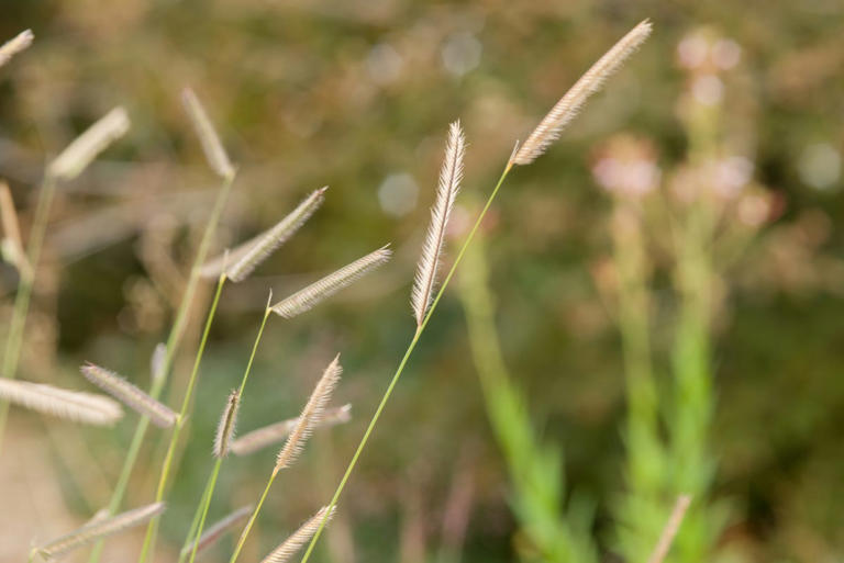 Want more birds in your yard? Plant what they need to thrive