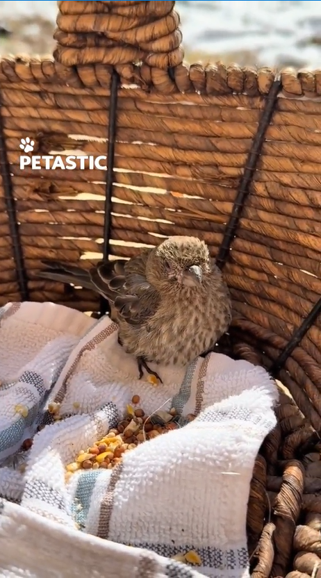 Couple helps injured bird recover and return home