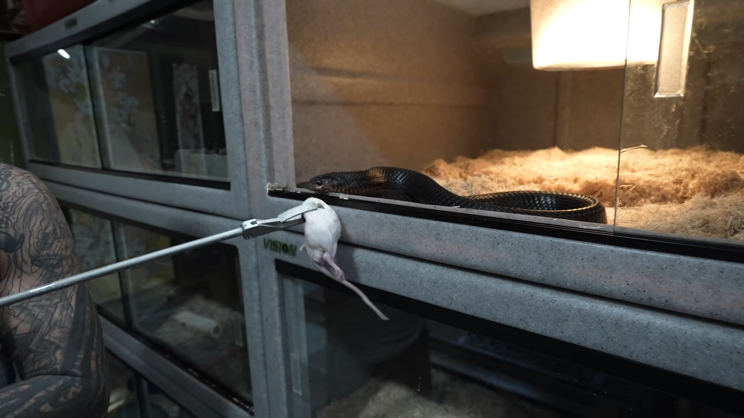 Feeding my deadliest snakes - one mistake could be my last