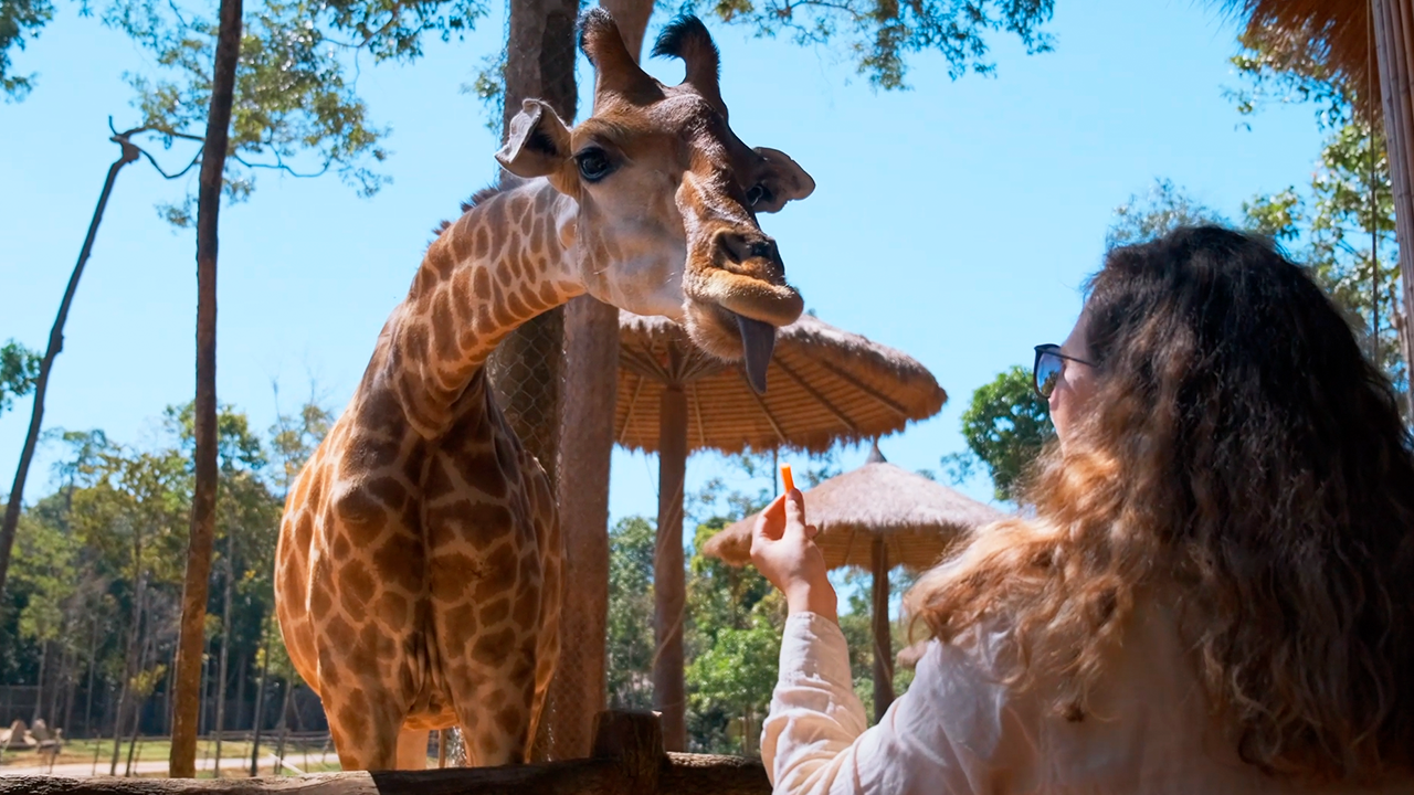 Watch this giraffe being fed by a woman