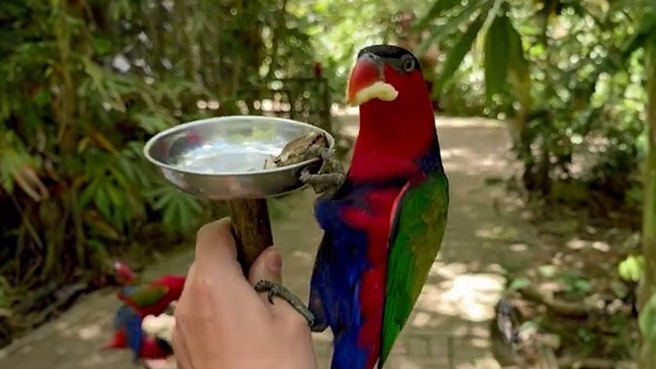 Friendly parrots surround their unexpected visitor
