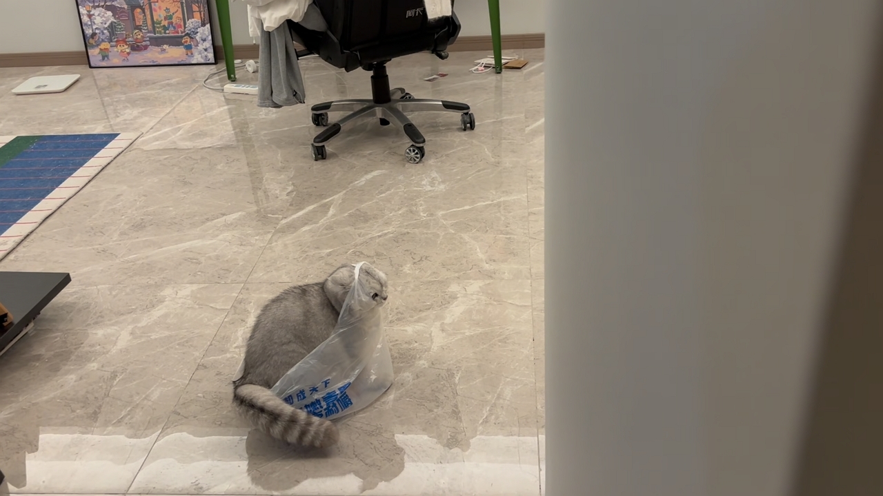 Funny cat gets stuck in plastic bag!