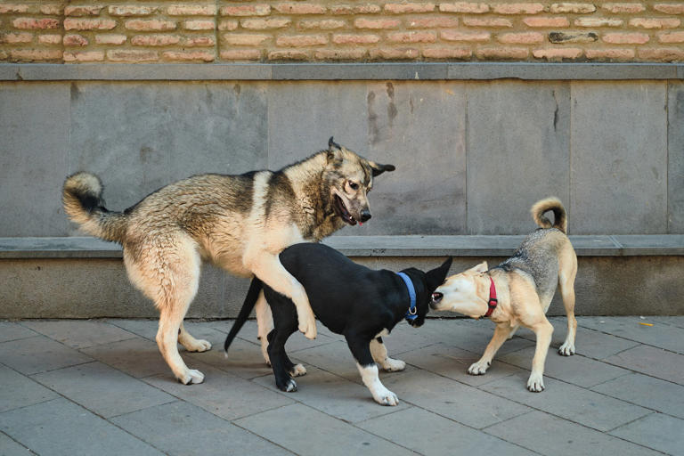 Día del Perro Callejero: las cifras y el plan clave de la UBA en la capital
