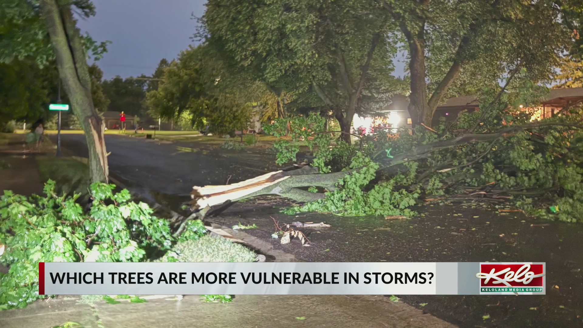 Storm reaches vulnerable trees, forestry expert says