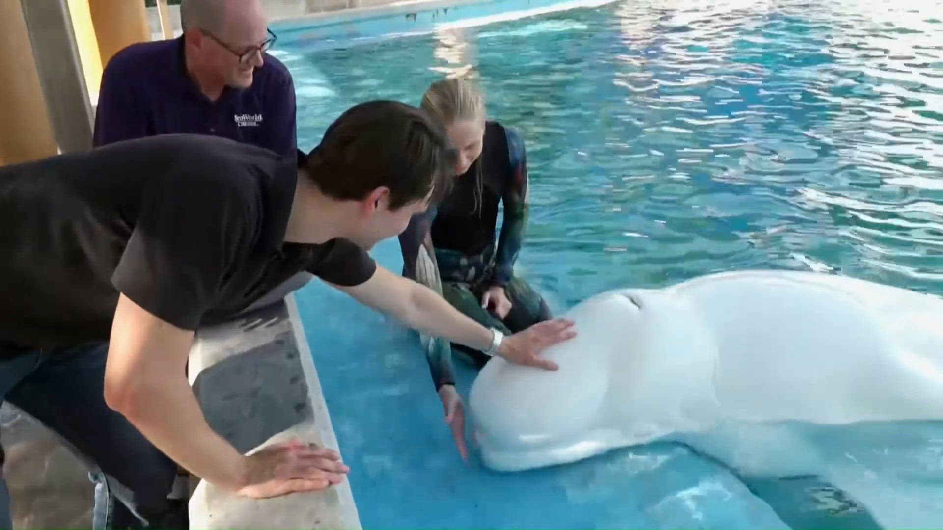 Here's how some people are working to save beluga whales