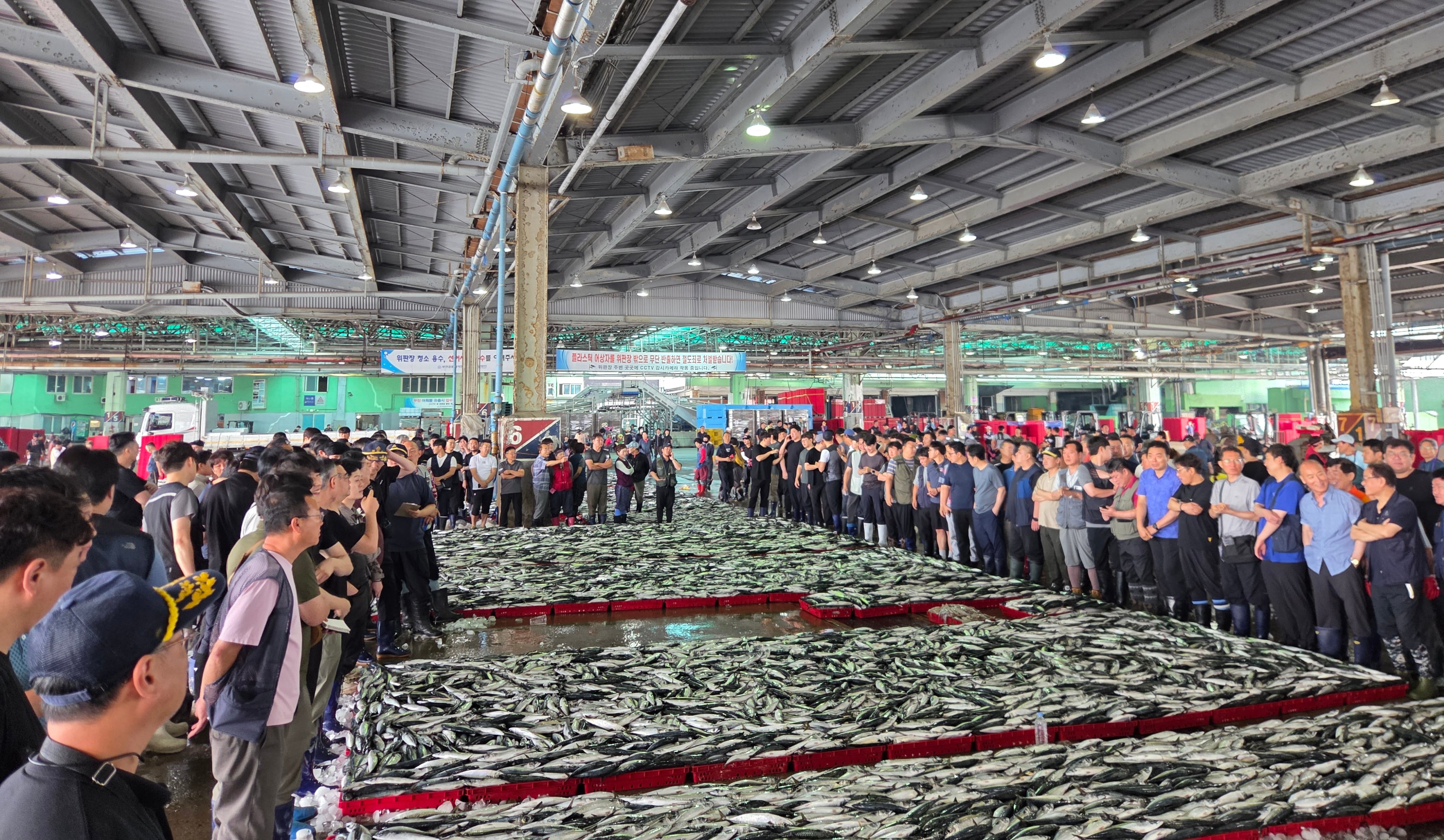 Korean mackerel exports surge 247% as Norway cuts production