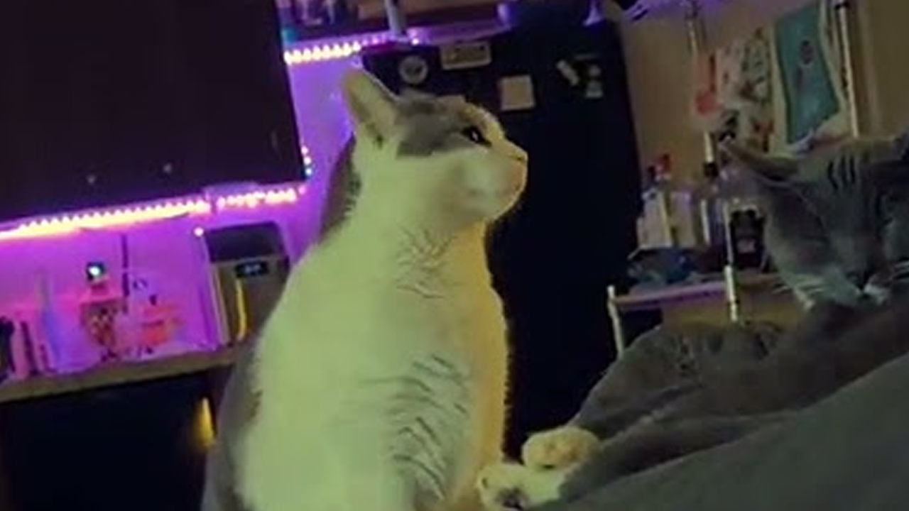Sleeping cat gets a hilarious surprise wake-up call