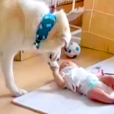 赤ちゃんに近づく超大型犬→こっそり撮影してみたら…「守らなければいけない存在」あまりにも尊い光景が11万再生「幸せ感じる」「本当優しい」