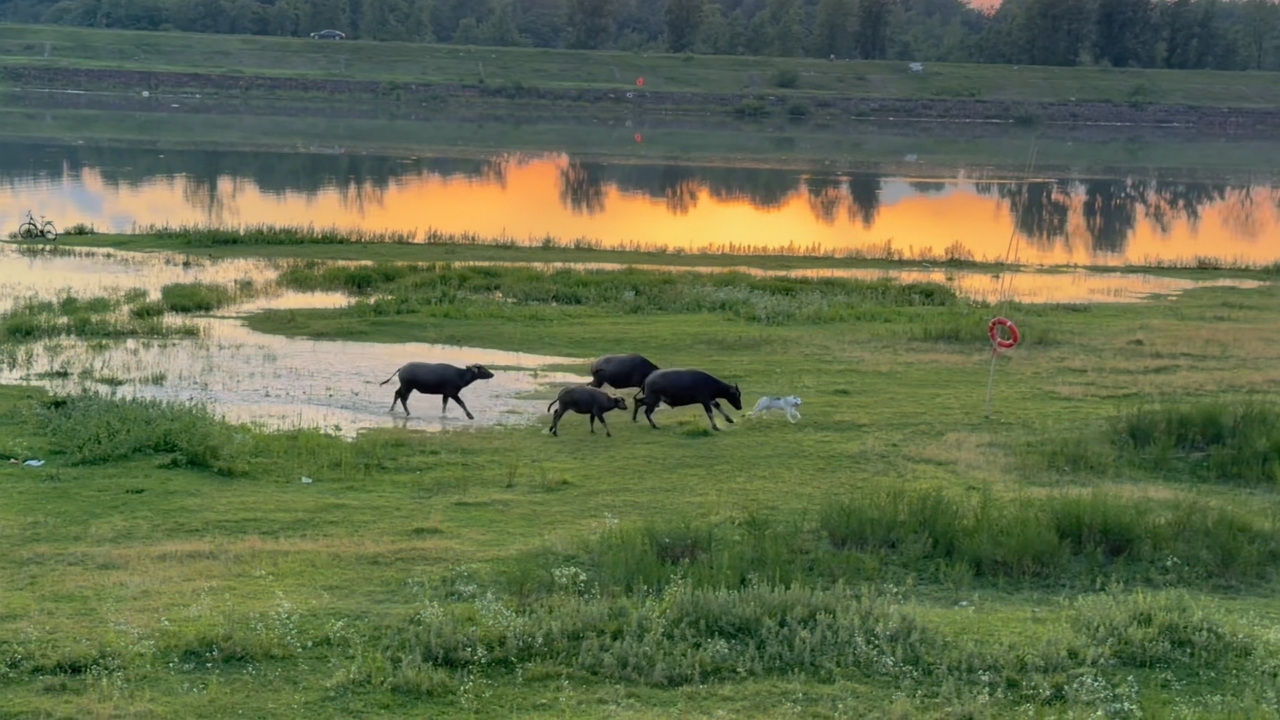 Playful dog chased by curious water buffalo in Anhui