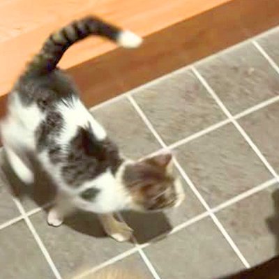 夜7時、玄関ドアを開けた結果→突然「野良子猫」が入ってきて、家にいた犬に…まさかの展開が131万再生「可愛い」「一目惚れかな」現在の様子も