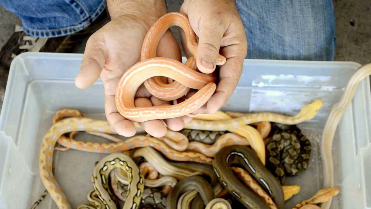 Rare albino python colors revealed in this stunning snake showcase