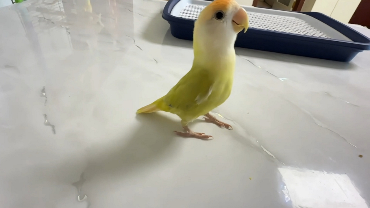Rosy-faced lovebird nails backflips in China