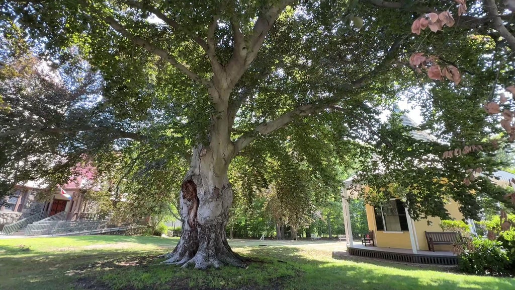 Bird's nest delays removal of historic tree that's become symbol of Belmont, Massachusetts