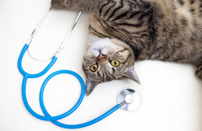 猫の命を奪っている『年代別の3大死因』とは？ 年齢によって異なるリスクや予防法も解説