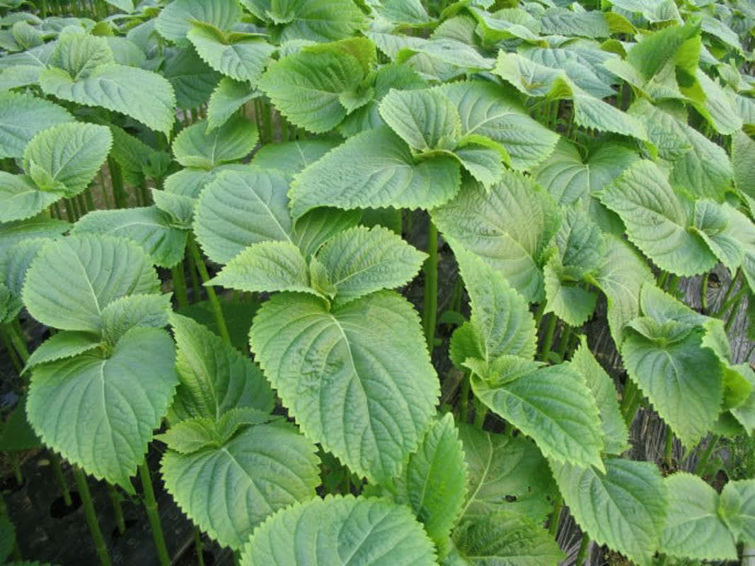 적금이라도 깨서 월급줘야 할 판… 외국인 계절 근로자 고용 농가 깻잎 가격 하락에 시름
