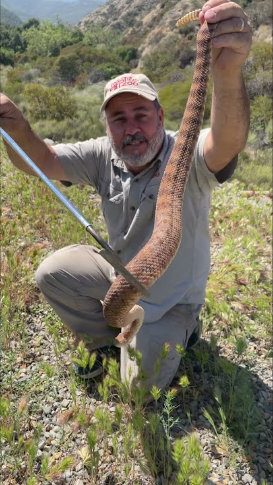 Keeper safely identifies a male wild rattlesnake during California ...