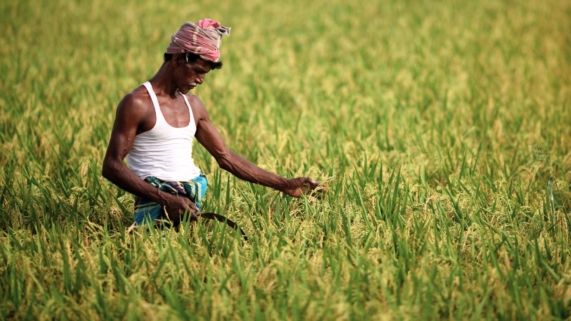 Bangladesh faces food crisis as fertiliser shortages push up rice prices