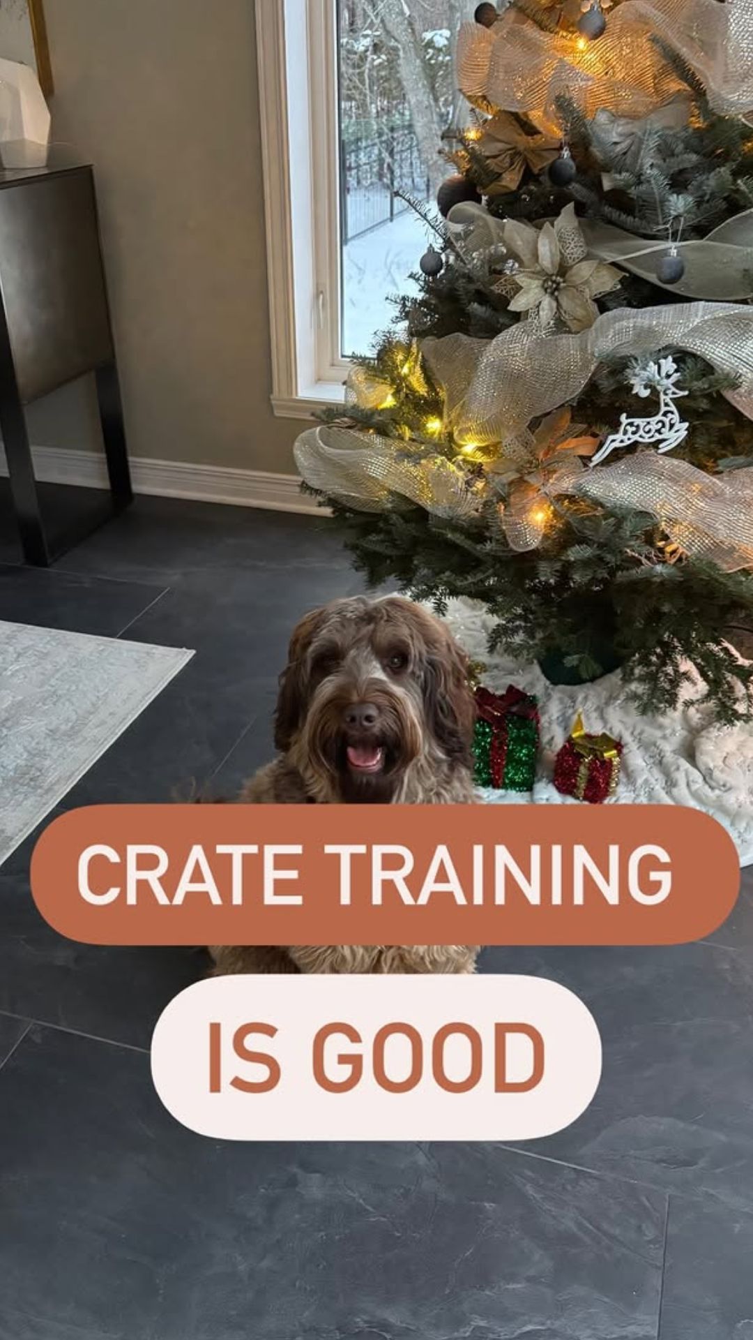 Dog crate training: Creating a safe space for your pet